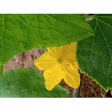 مهندس زراعي مهندس زراعي